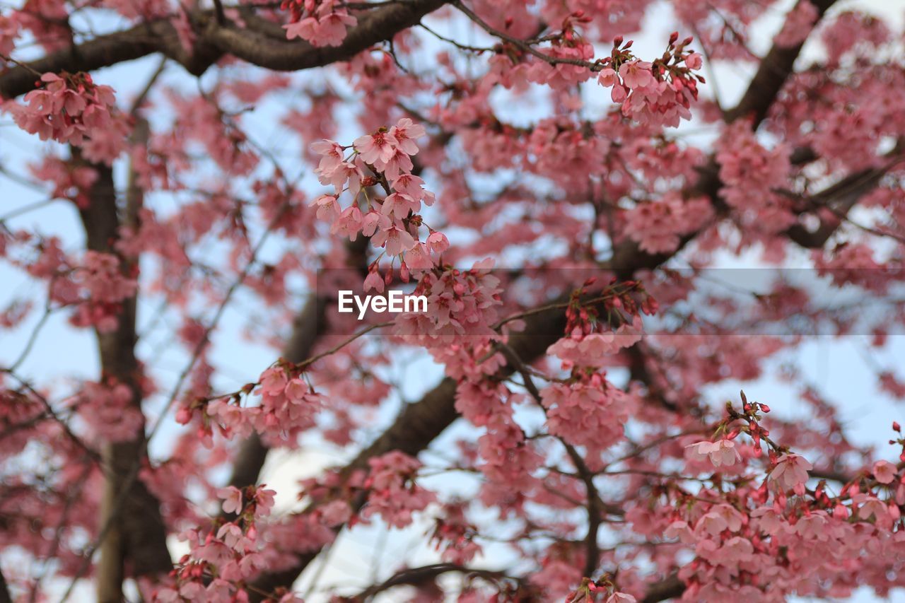 Close-up of cherry blossom tree