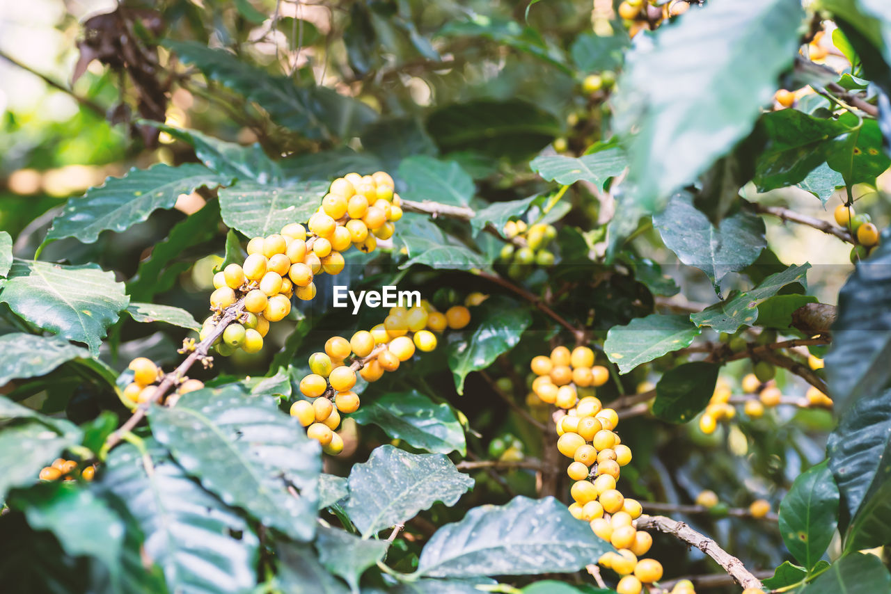 CLOSE-UP OF FRUITS ON TREE