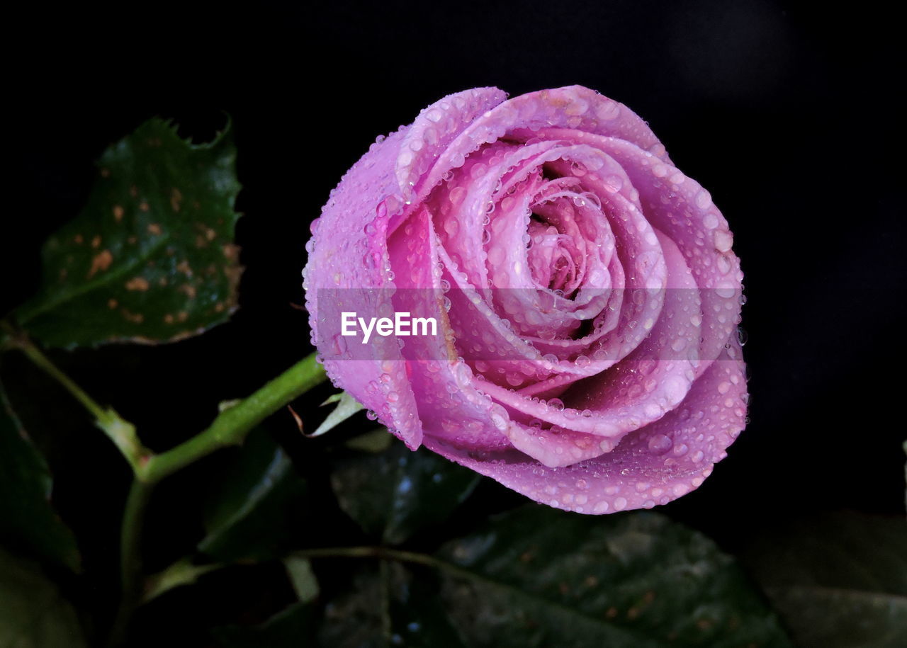 CLOSE-UP OF WATER DROPS ON ROSE