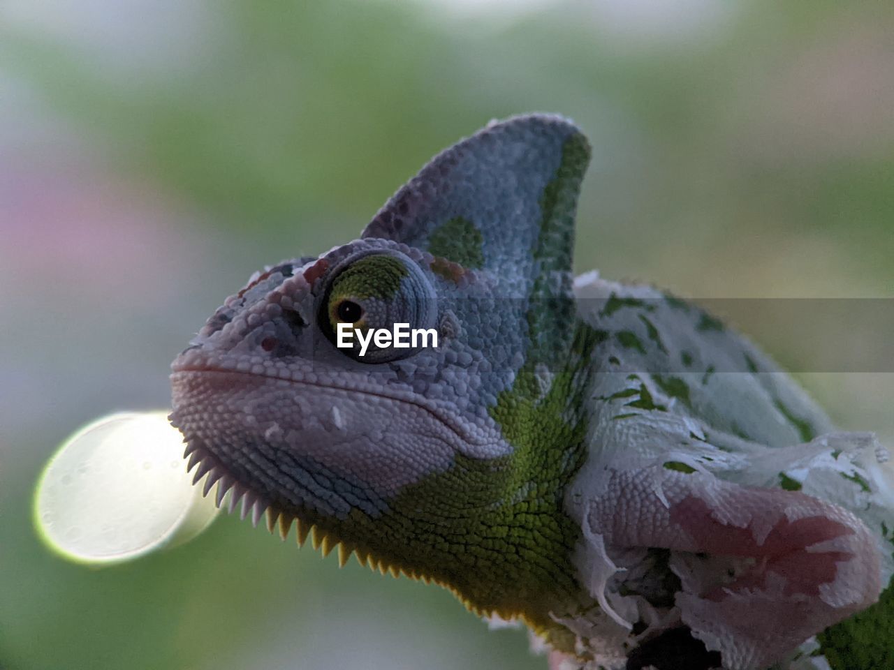 animal themes, animal, one animal, close-up, animal wildlife, lizard, macro photography, reptile, wildlife, animal body part, green, no people, iguania, nature, chameleon, focus on foreground, iguana, outdoors, side view