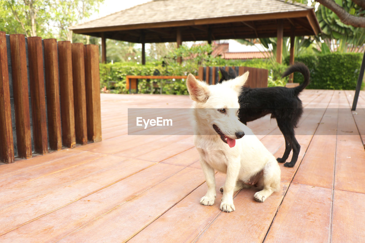 Thai dog on wood floor