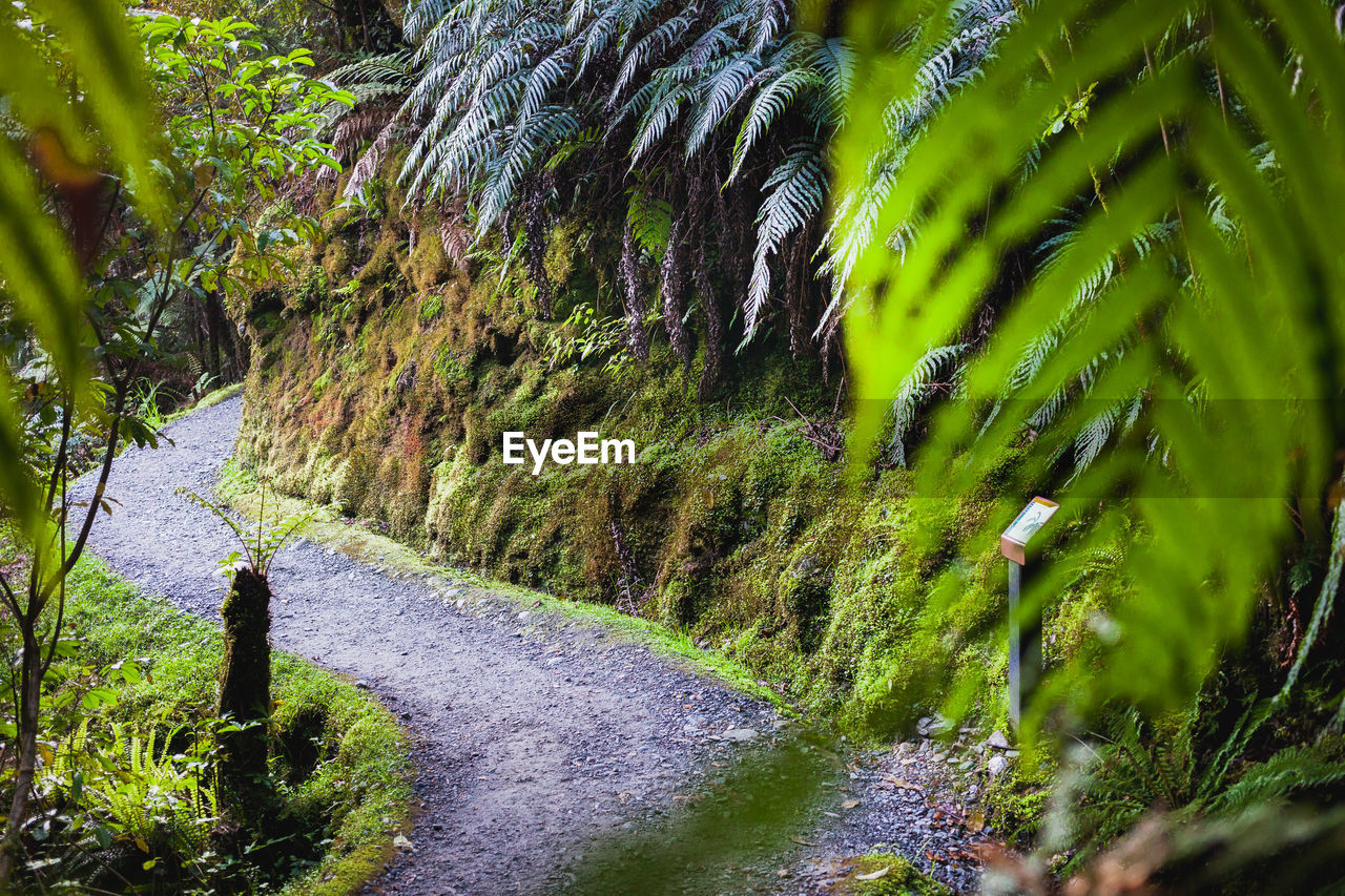 Plants growing on road amidst trees in forest