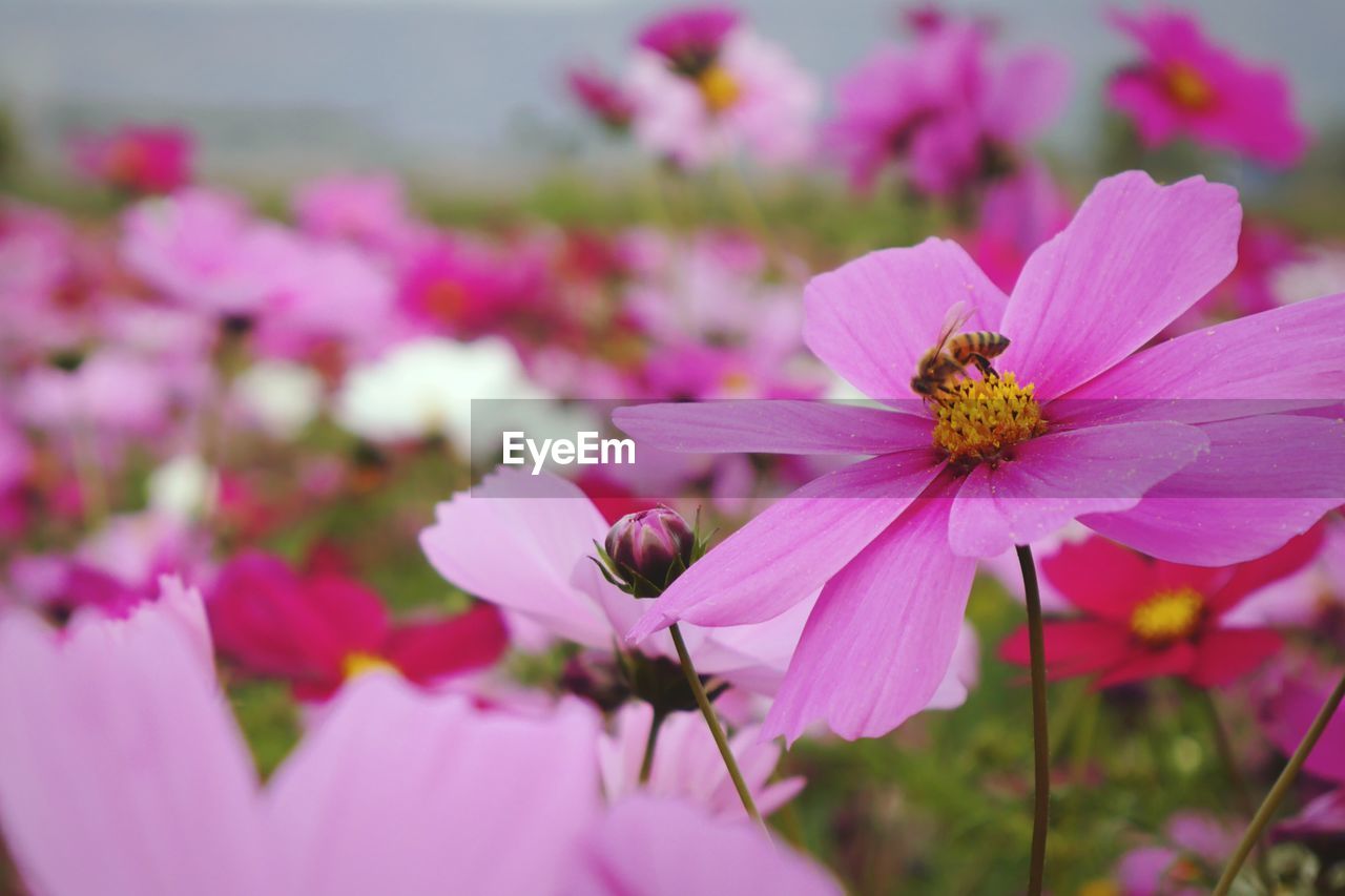 Close-up of bee on pink cosmos flowers blooming outdoors