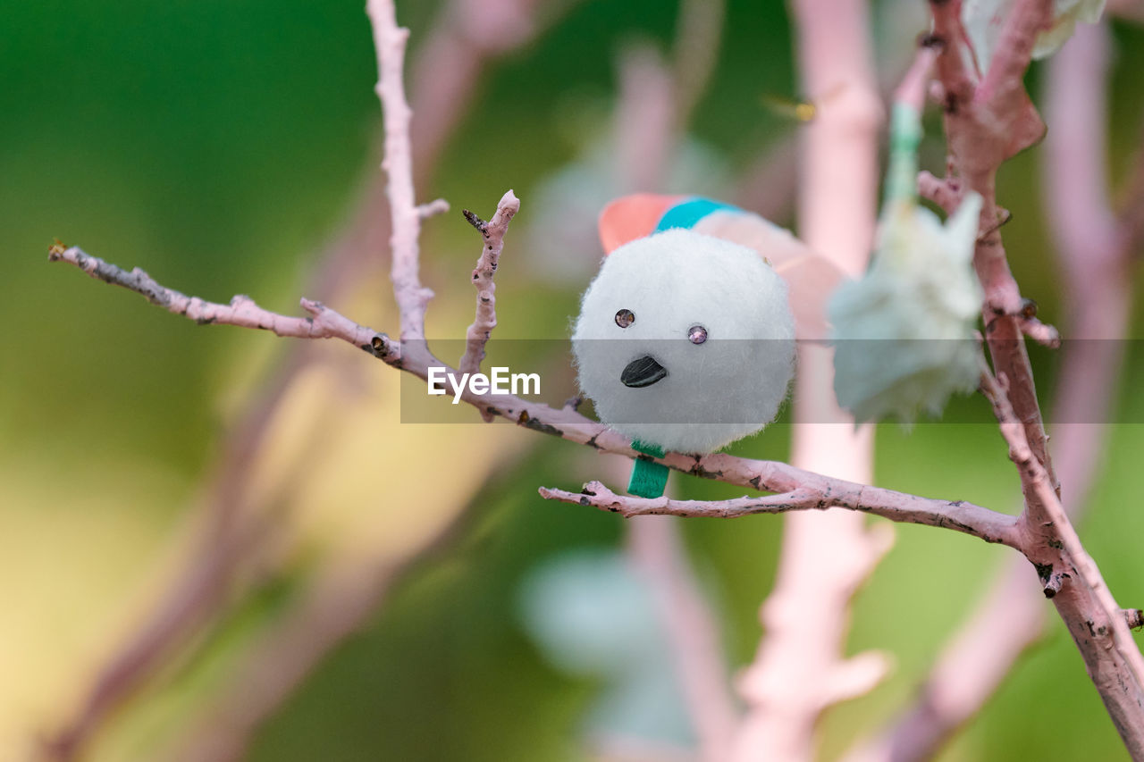 branch, tree, plant, nature, animal, blossom, flower, animal themes, no people, close-up, animal wildlife, bird, focus on foreground, outdoors, macro photography, green, spring, twig, day, cute, representation, selective focus, pink, environment, easter