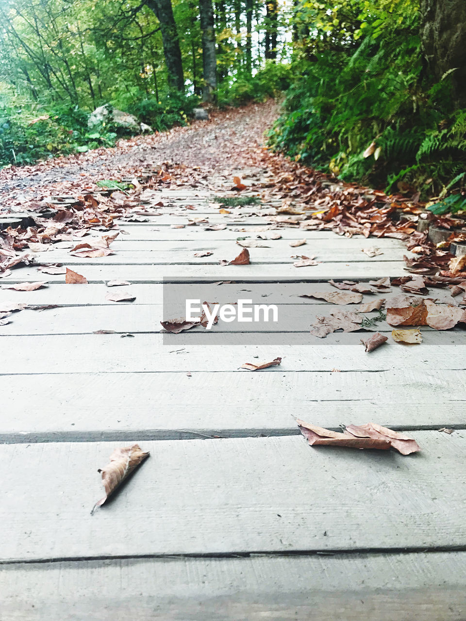 DRY LEAVES ON FOOTPATH IN FOREST