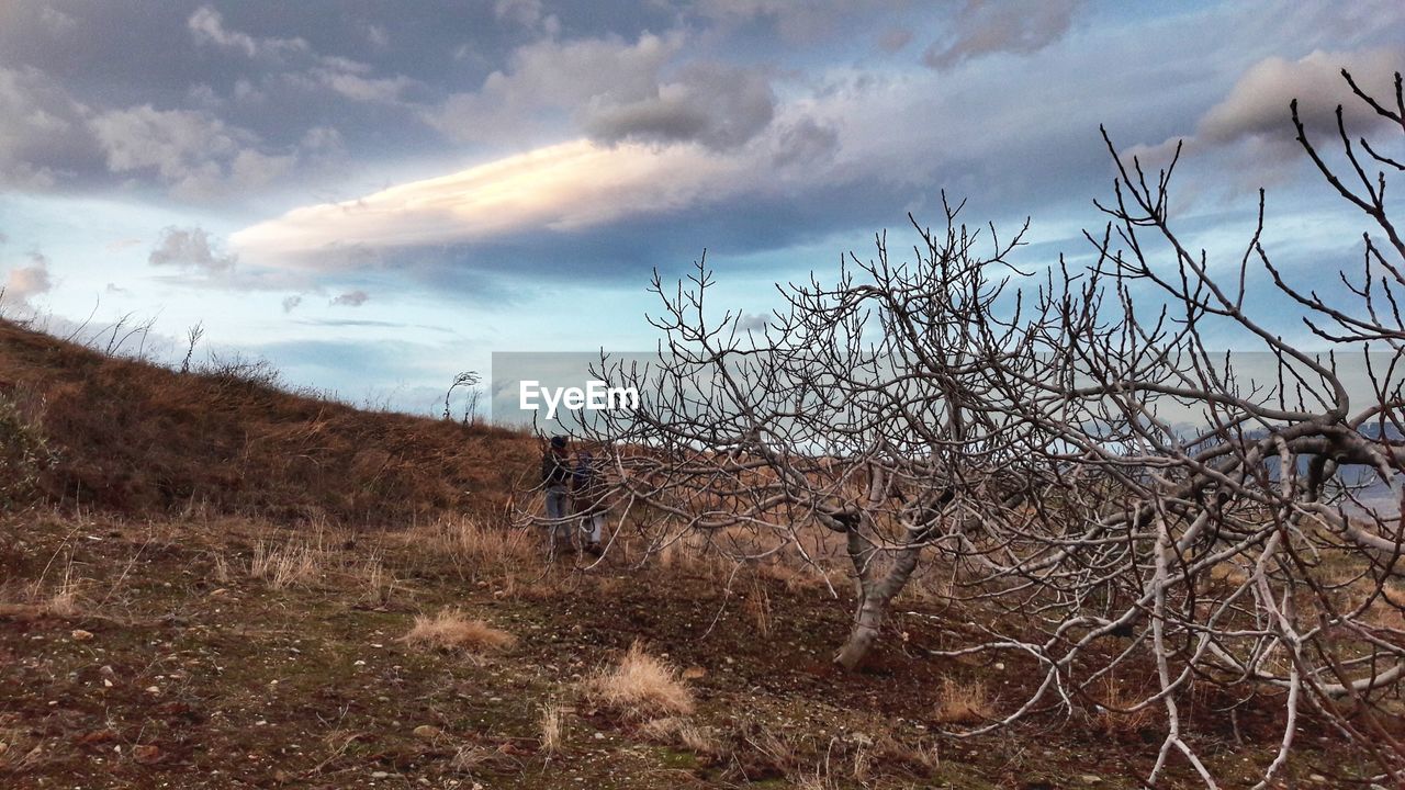 BARE TREES AGAINST SKY