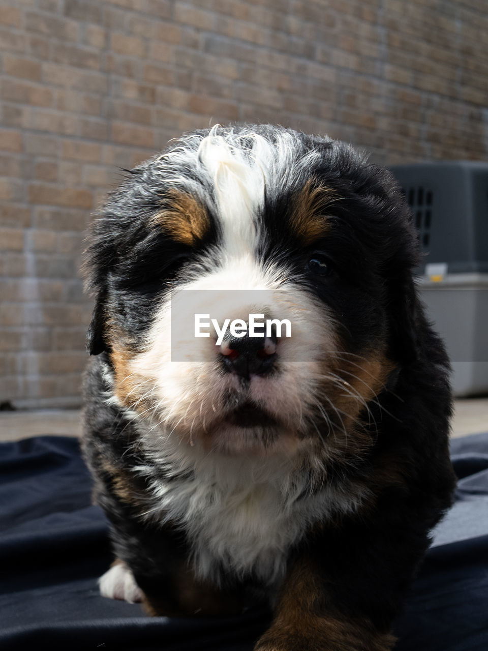 one animal, mammal, pet, domestic animals, animal themes, animal, dog, canine, puppy, no people, portrait, havanese, looking at camera, focus on foreground, close-up, day, cute, animal hair