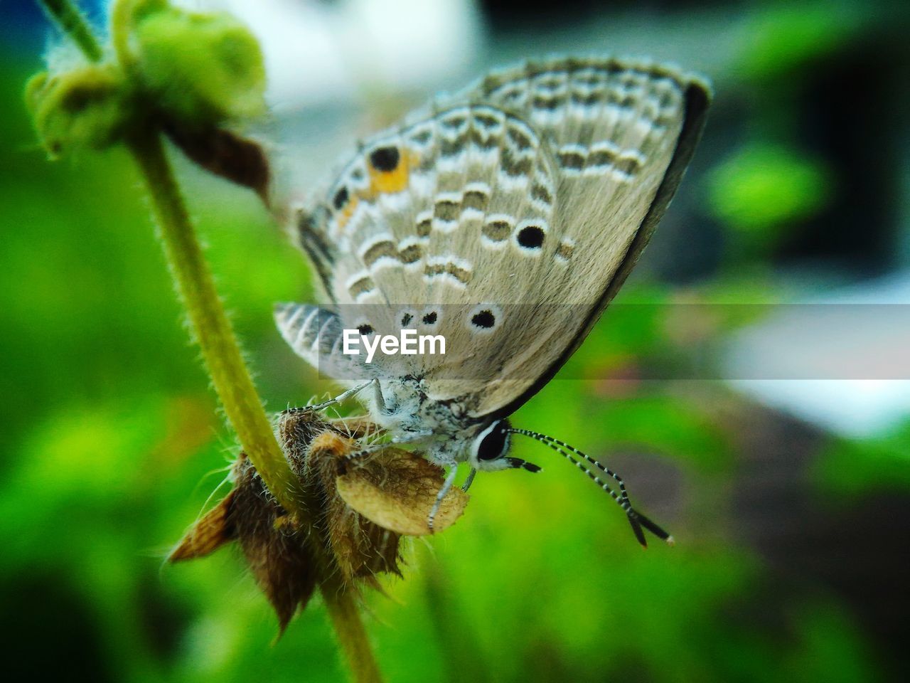 BUTTERFLY ON FLOWER