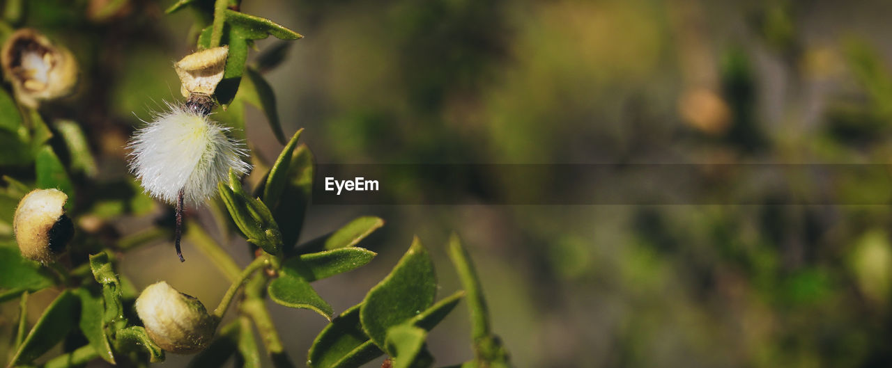 CLOSE-UP OF FRESH GREEN PLANT