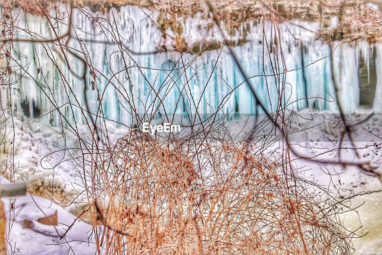 CLOSE-UP OF BARE TREES IN WINTER