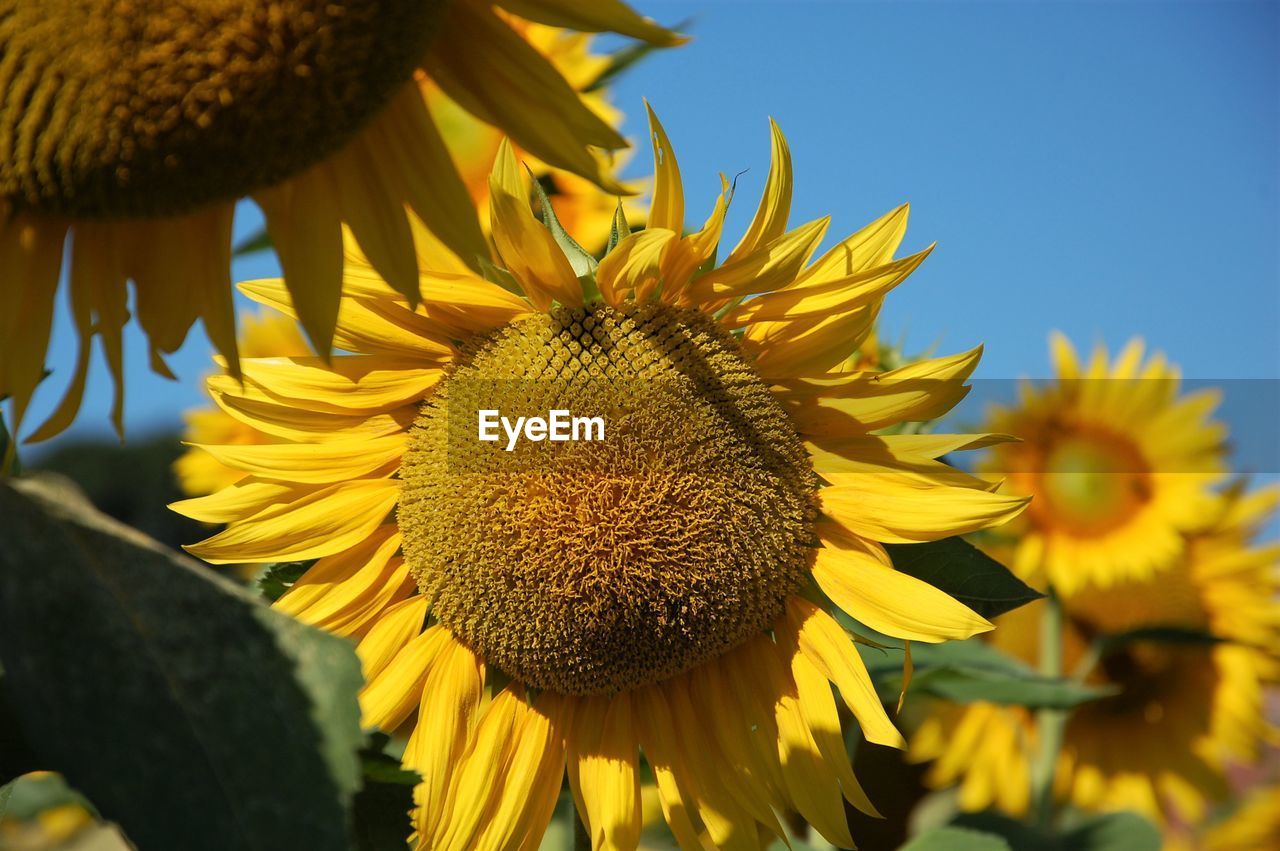 CLOSE-UP OF SUNFLOWER IN BLOOM