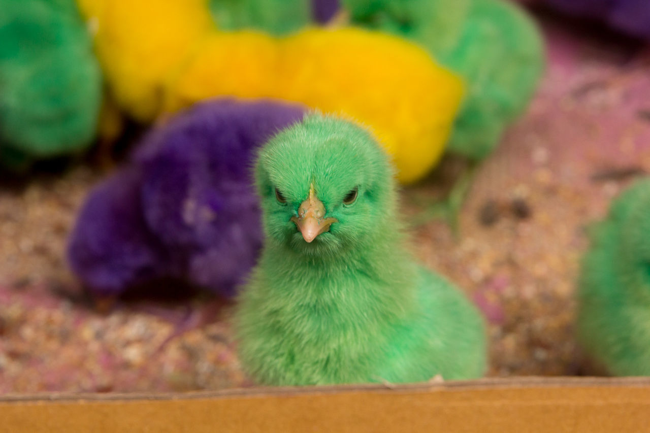 Portrait of green chick in cage