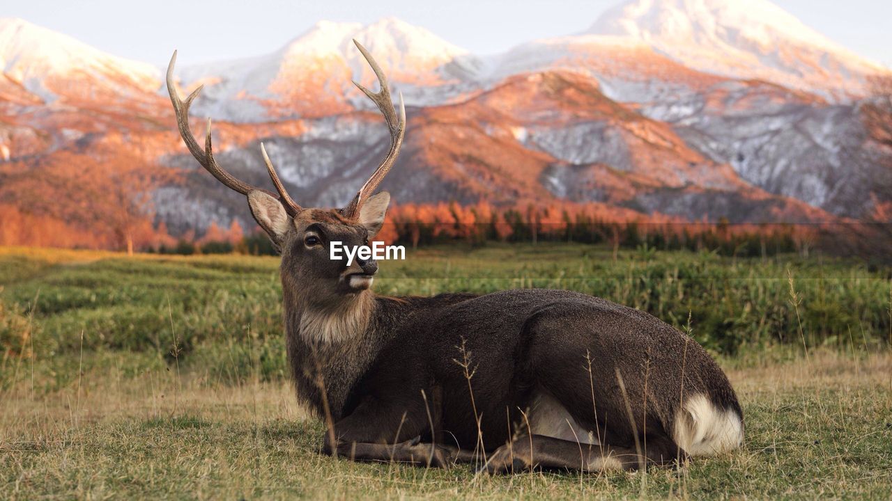 Stag sitting on grassy field against mountains