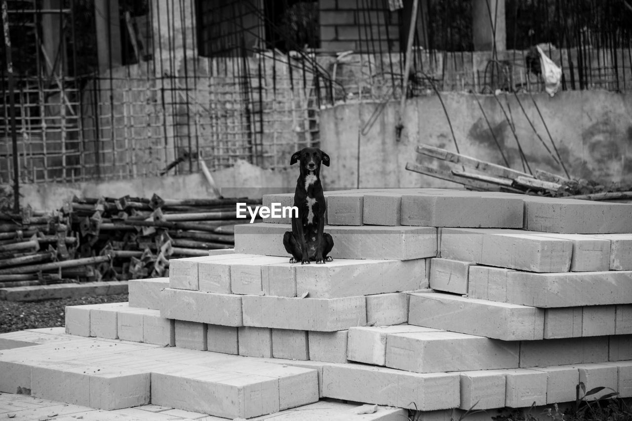 Stray dog sitting on concrete blocks at construction site