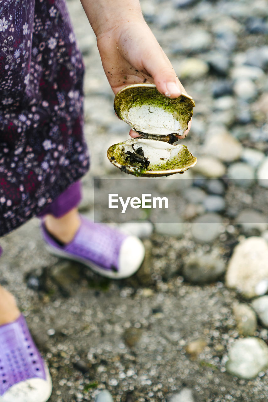 Closeup cropped view of a child holding a shell with a crab