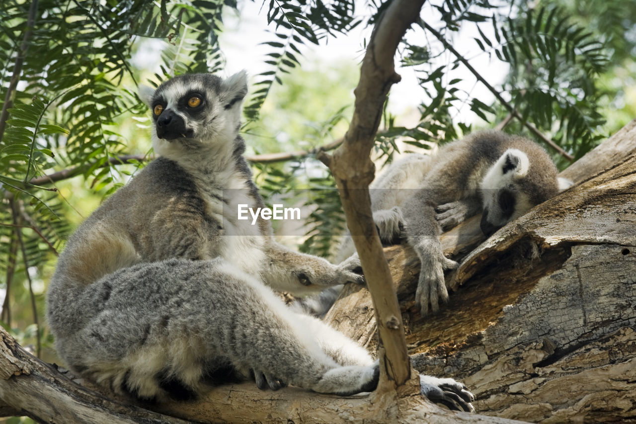 Lemurs on tree