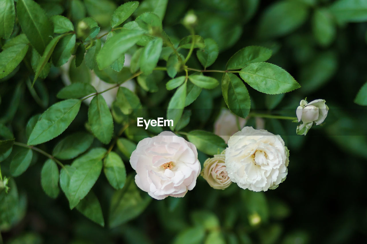 Close-up of white flowering plant