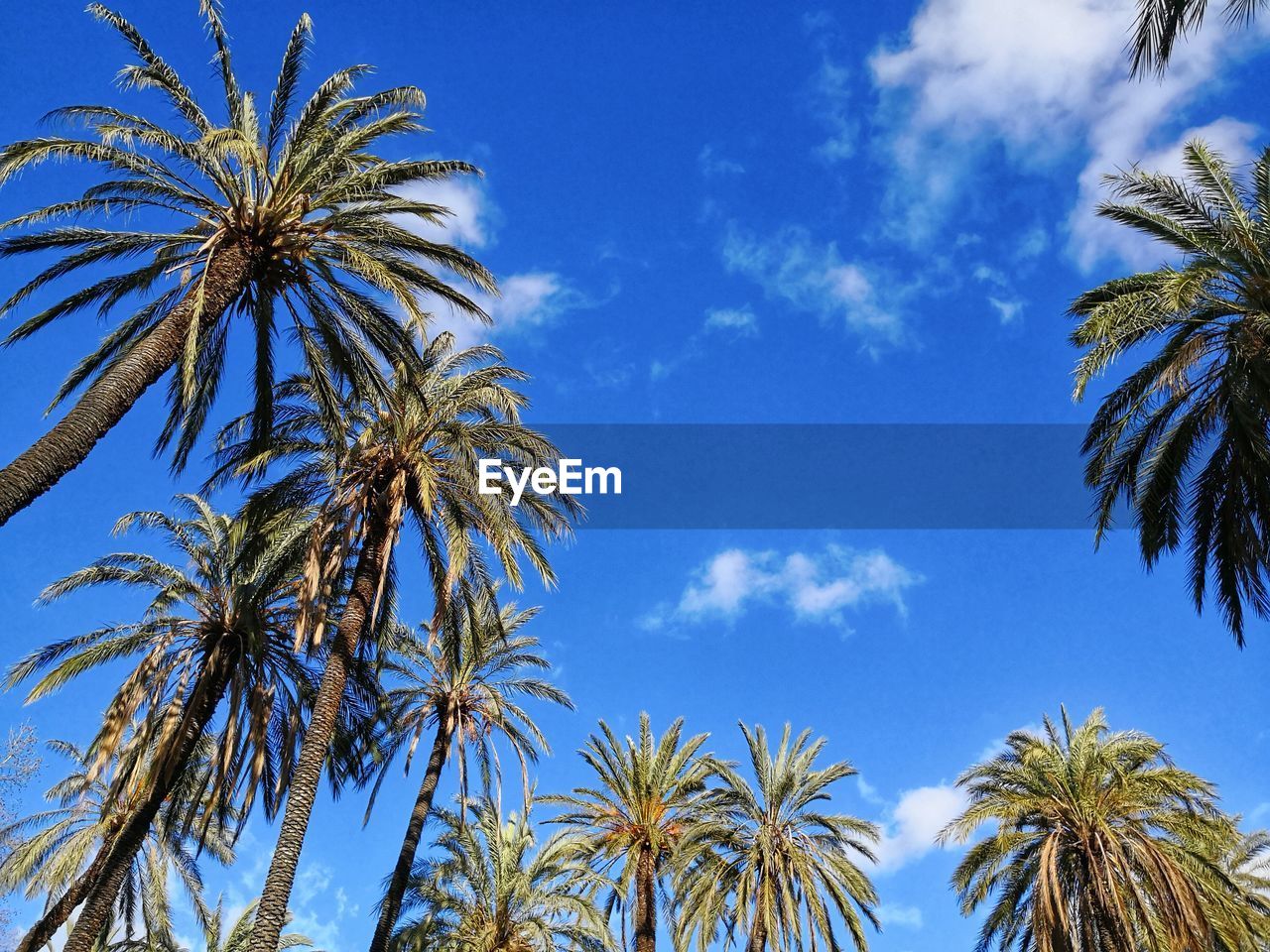 palm tree, sky, tree, tropical climate, plant, low angle view, nature, cloud, growth, borassus flabellifer, beauty in nature, no people, blue, tropics, day, tranquility, outdoors, date palm tree, flower, leaf, scenics - nature, tropical tree, palm leaf, coconut palm tree, date palm, branch