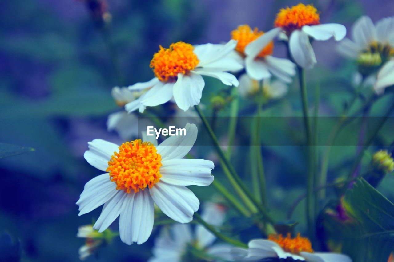 Close-up of white flowering plant