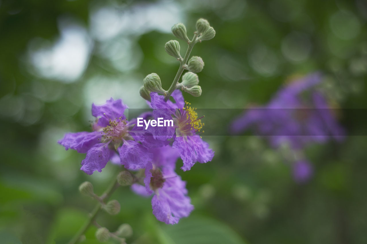 Close-up of purple flowering plant