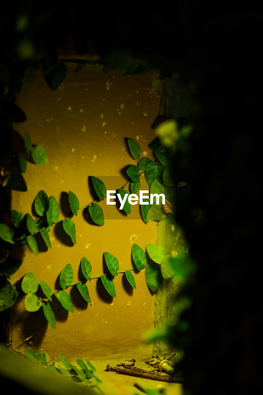 green, yellow, leaf, light, macro photography, sunlight, reflection, water, nature, plant, plant part, wet, no people, darkness, close-up, flower, drop, tree, rain, outdoors, branch, glass