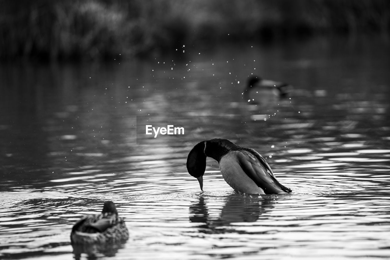 animal themes, animal, water, animal wildlife, bird, wildlife, duck, lake, black and white, monochrome, swimming, monochrome photography, black, nature, reflection, water bird, group of animals, no people, ducks, geese and swans, poultry, day, two animals, outdoors, waterfront, beauty in nature, rippled, selective focus, focus on foreground