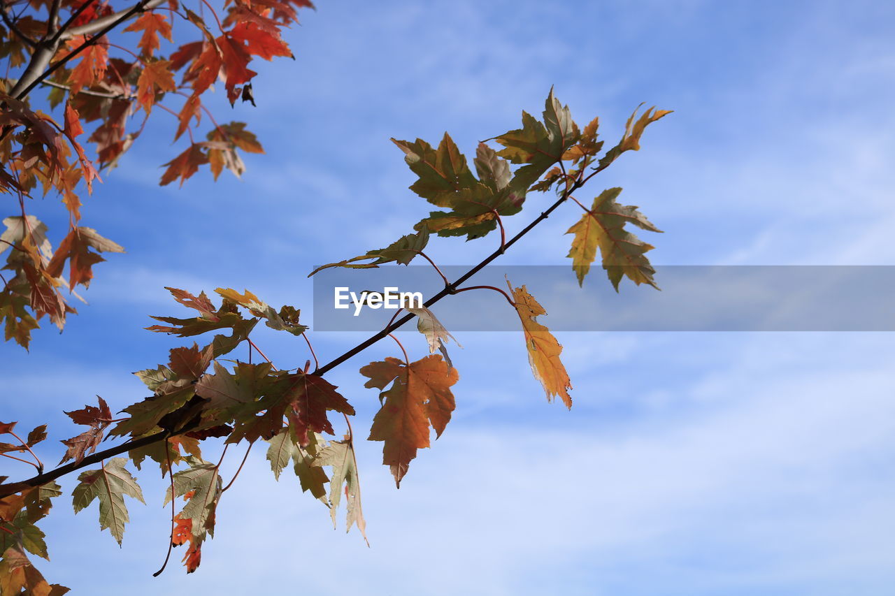 Low angle view of autumnal leaves against sky