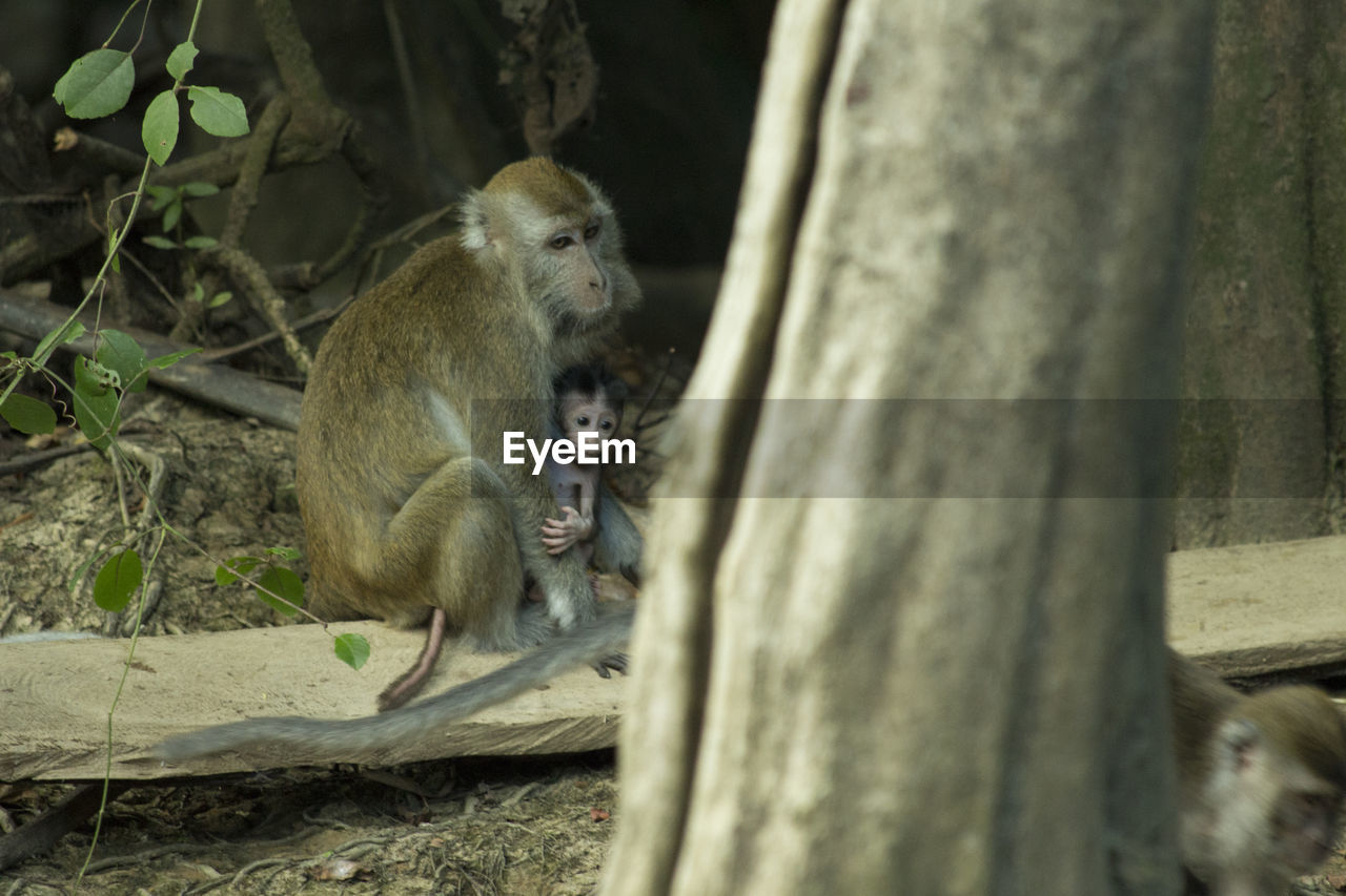 Monkey feeding infant in forest