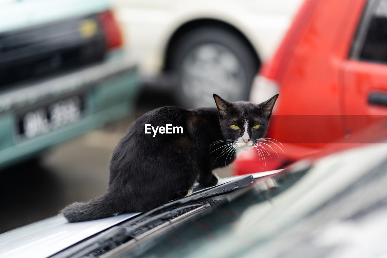 Cat sitting in car