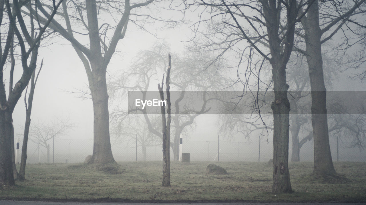 Trees on field in foggy weather