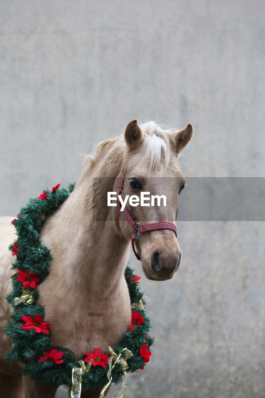 CLOSE-UP PORTRAIT OF HORSE