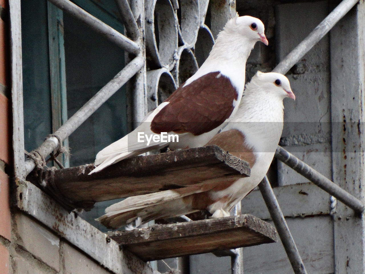 Side view of birds against cropped window