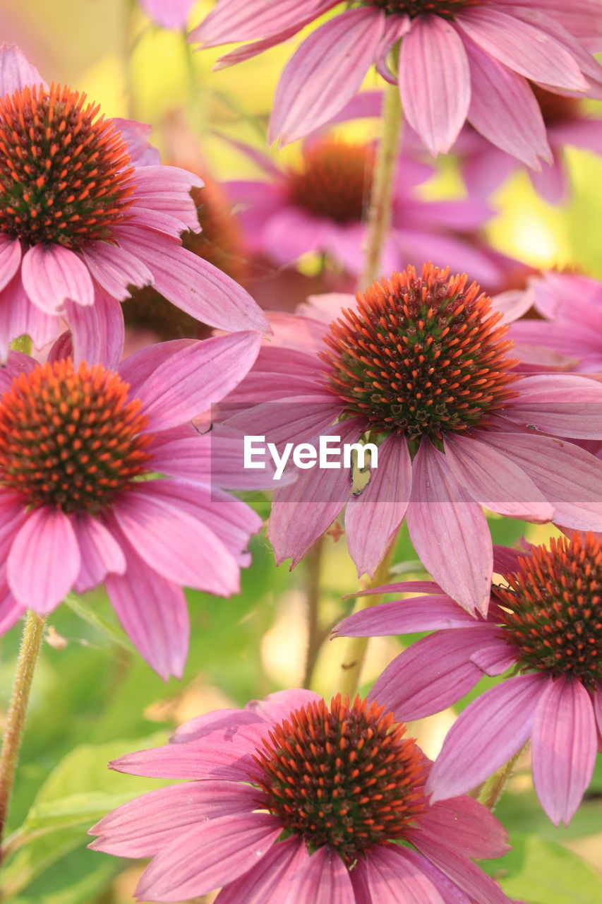 flower, flowering plant, plant, freshness, beauty in nature, close-up, growth, fragility, flower head, petal, inflorescence, nature, pink, no people, pollen, purple, macro photography, focus on foreground, outdoors, day, botany, summer, blossom, sunlight