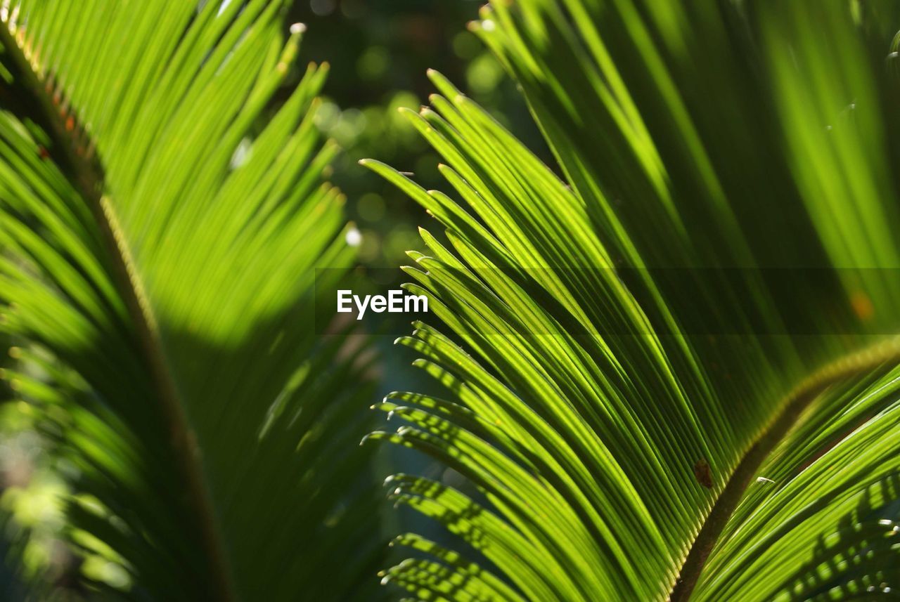 Close-up of palm tree leaves