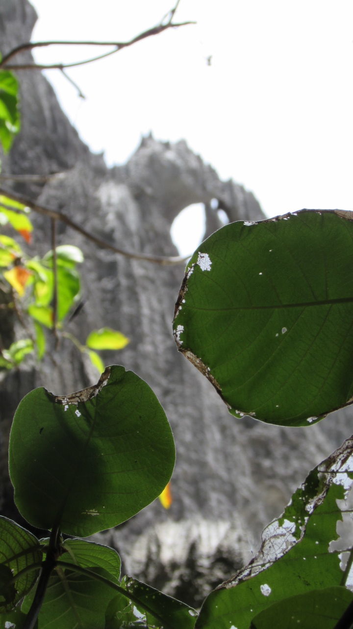 CLOSE-UP OF FRESH GREEN LEAF