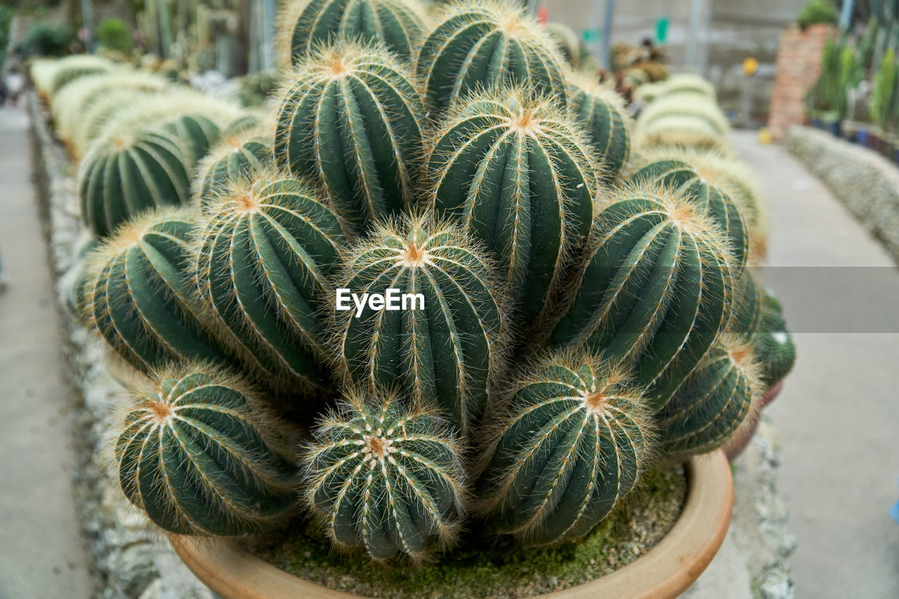 HIGH ANGLE VIEW OF SUCCULENT PLANT ON CACTUS