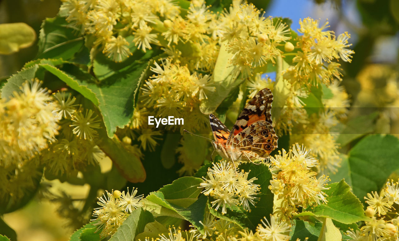 Close-up of bee pollinating on yellow flower