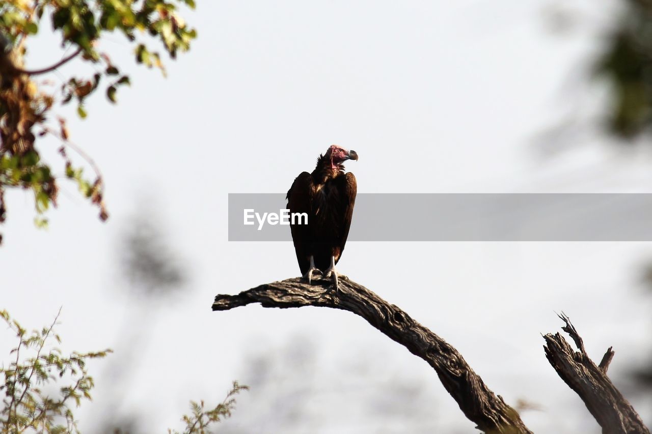 BIRD PERCHING ON A TREE