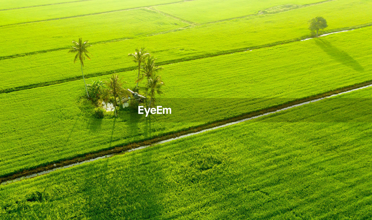 Padi field ii penang - malaysia