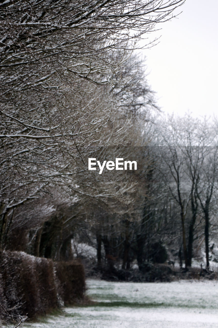 BARE TREES ON SNOW COVERED FIELD