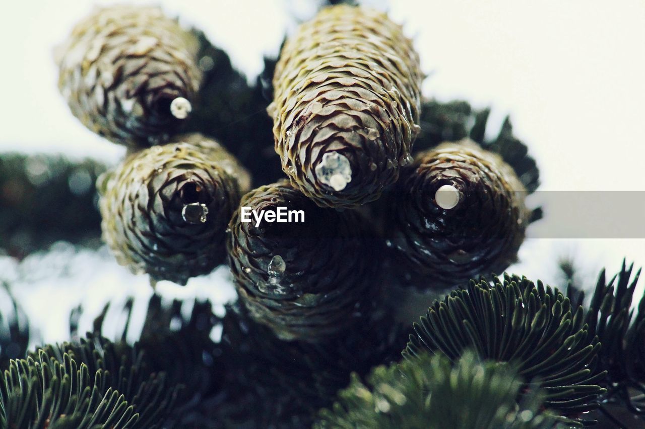 CLOSE-UP OF PINE CONE ON TREE