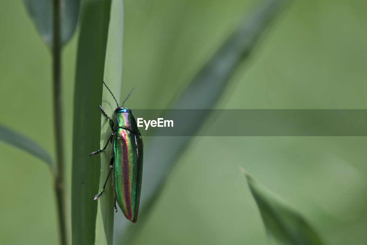 Close-up of beetle on plant