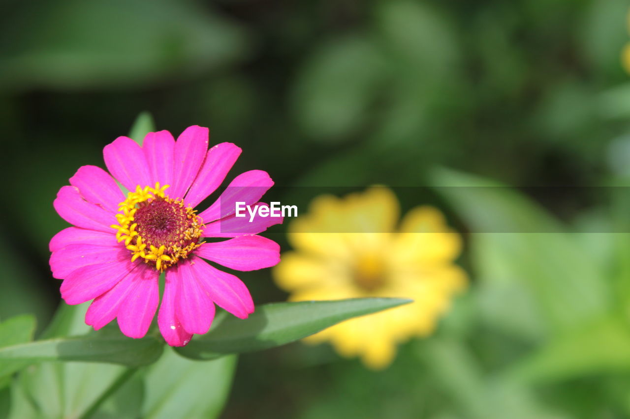 CLOSE-UP OF PINK AND PURPLE FLOWER