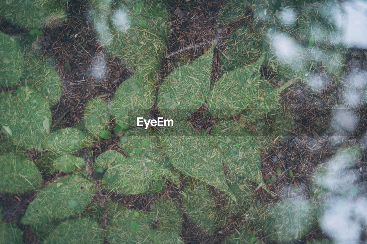 Double exposure of leaves and river