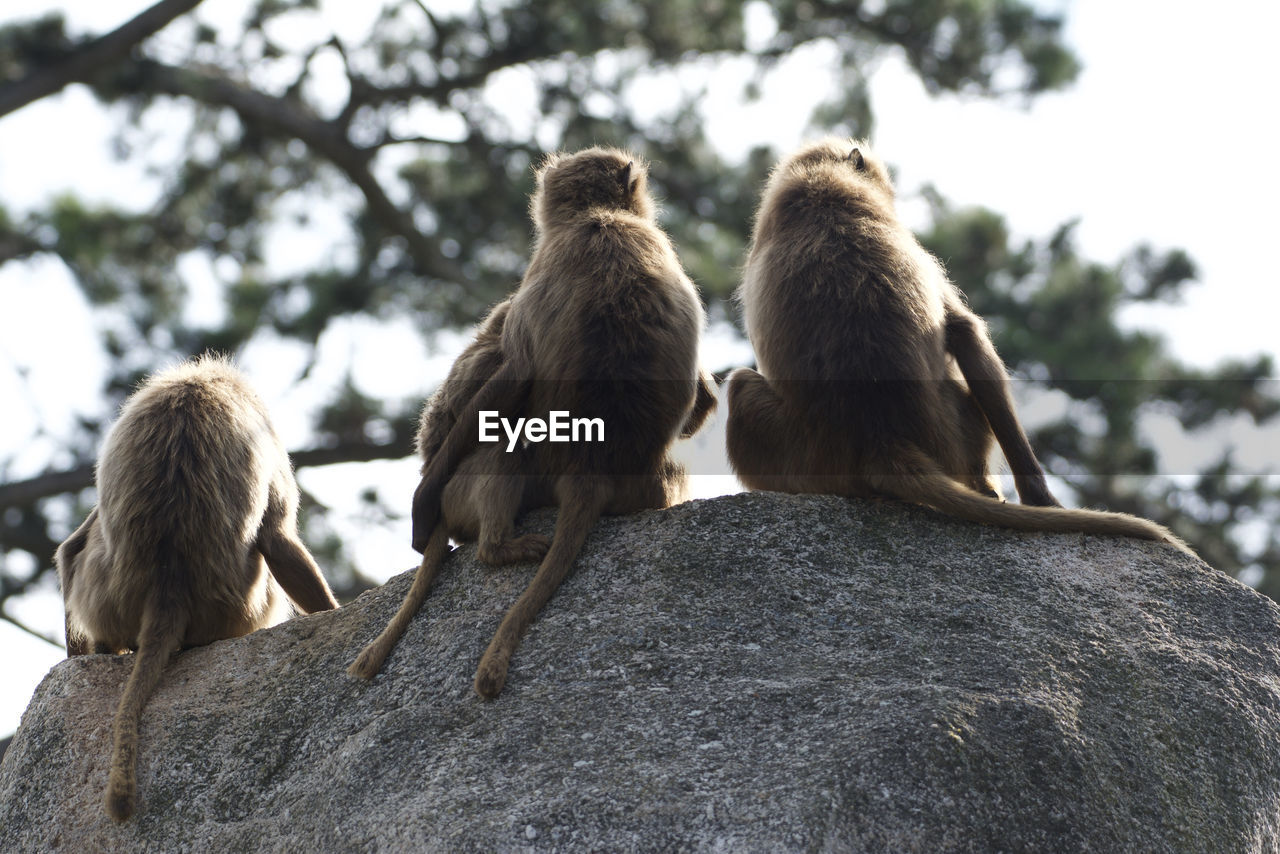 LOW ANGLE VIEW OF MONKEYS SITTING ON ROCK