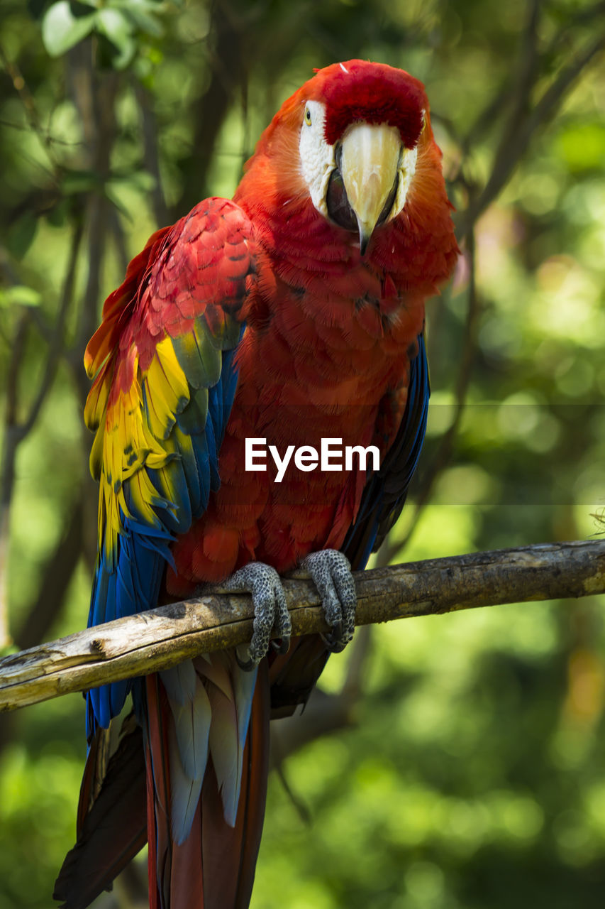 Close-up of macaw perching on branch