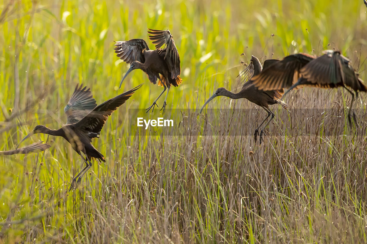 VIEW OF BIRDS ON LAND