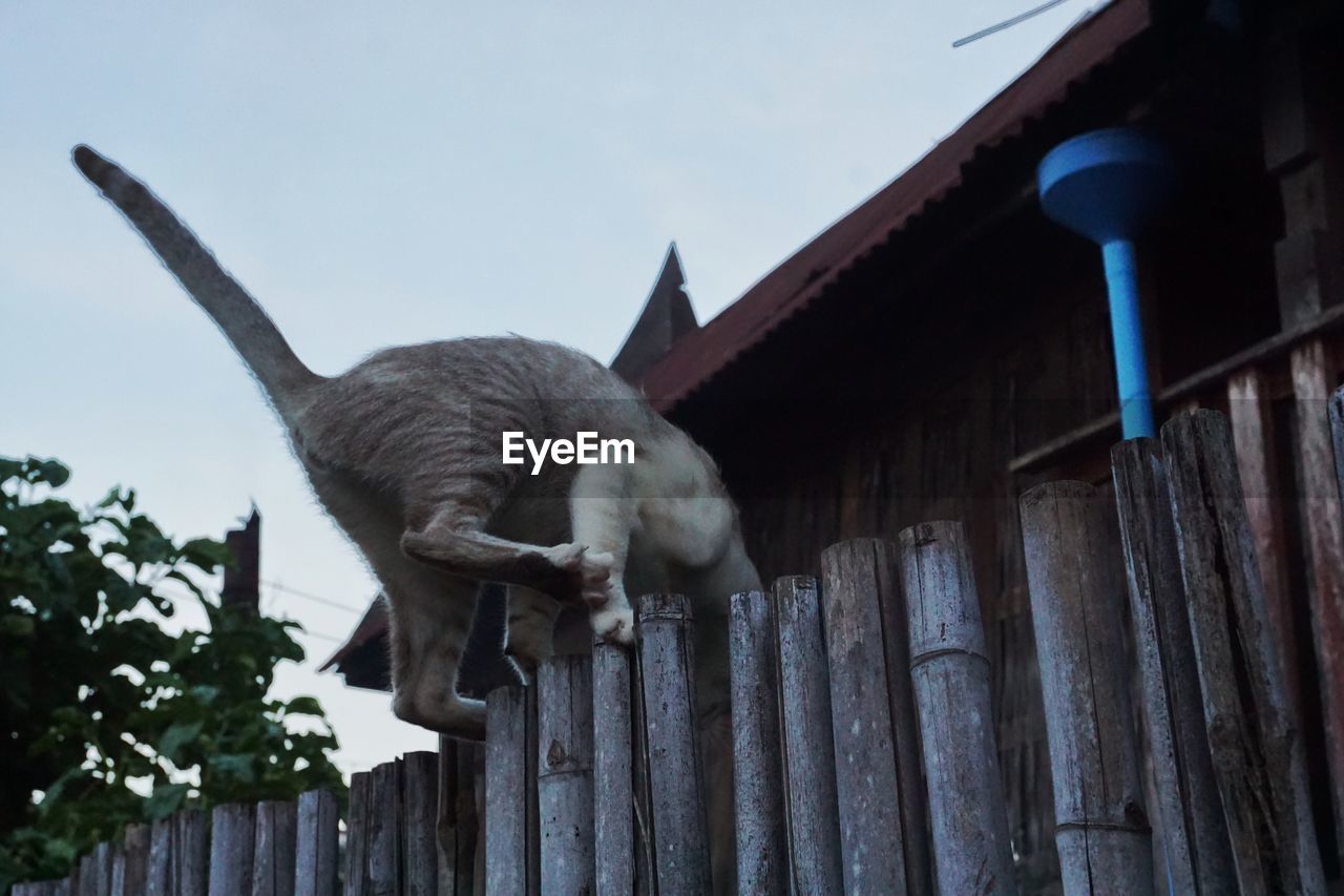 LOW ANGLE VIEW OF ELEPHANT AGAINST SKY