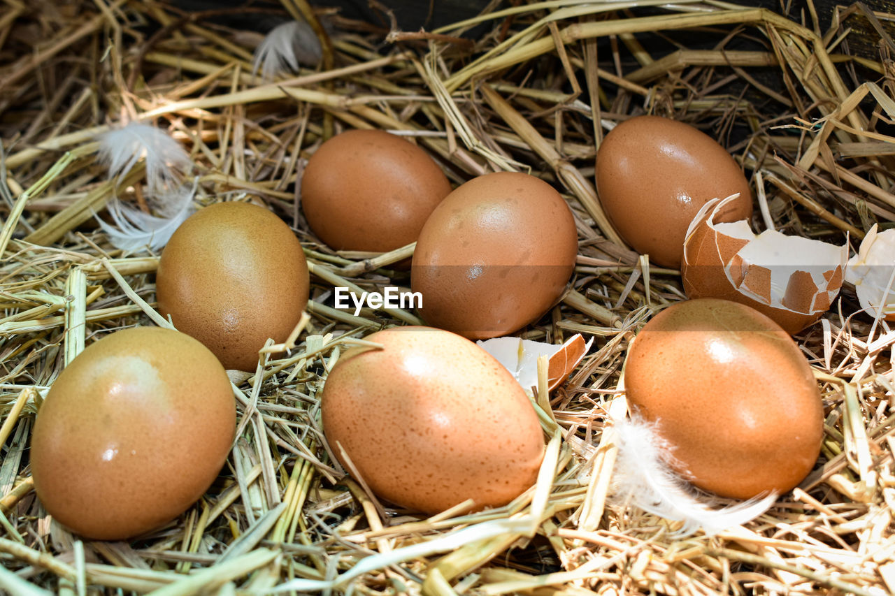 CLOSE-UP OF EGGS IN NEST