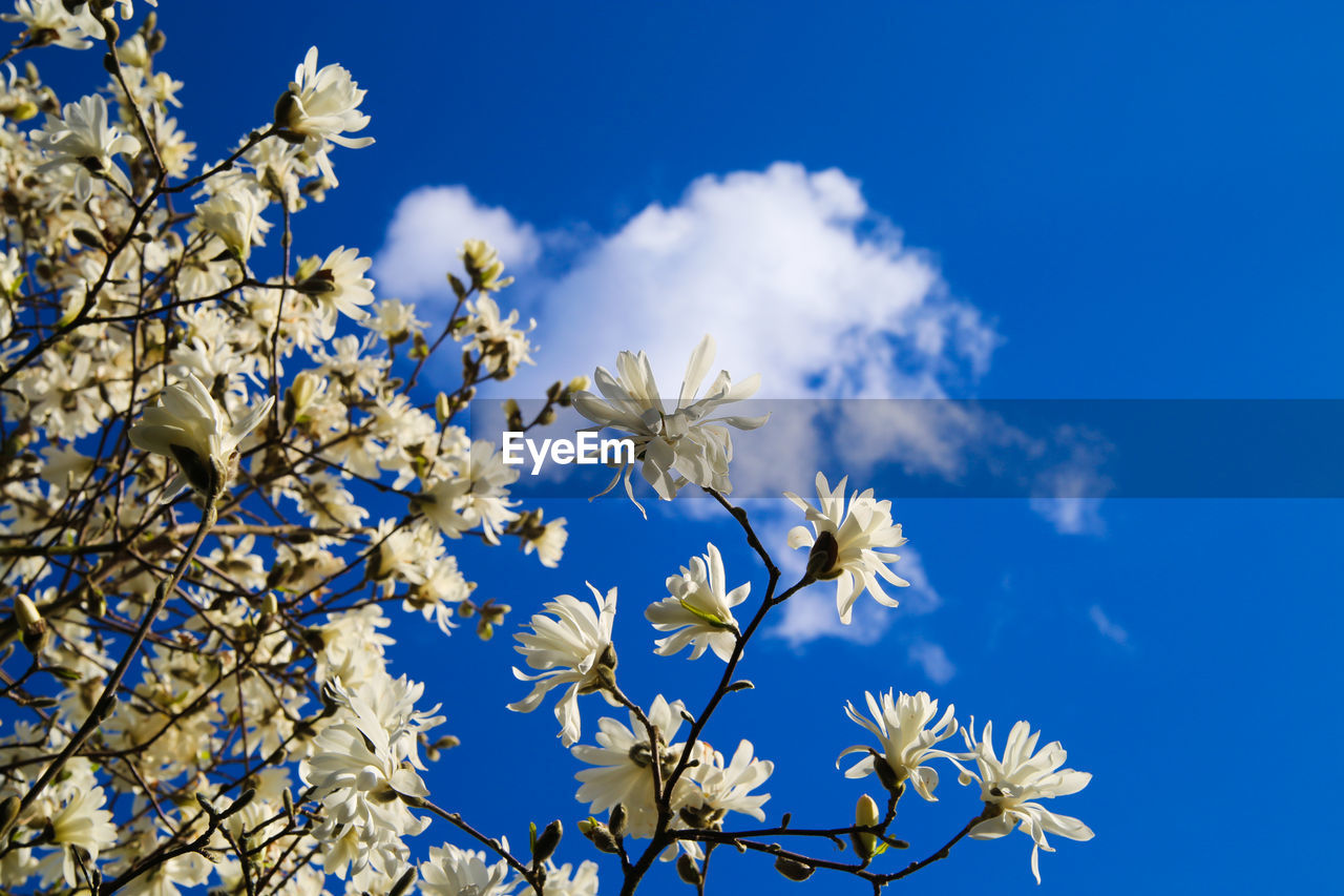 Low angle view of white flowering plants against blue sky